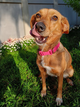 Load image into Gallery viewer, Custom Embroidered Dog Collar