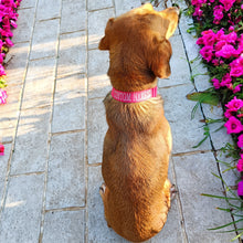Load image into Gallery viewer, Custom Embroidered Dog Collar