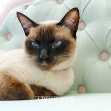 Load image into Gallery viewer, Aposentis luxury dogs cats pets beds exclusive fancy premium gold golden bed sofa couch expensive fashion fancy designer premium queen king million diamond