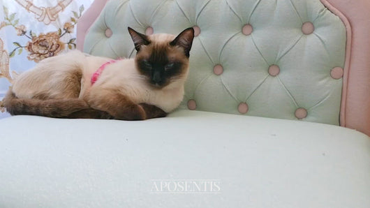 Aposentis-union-européenne-portable-pratique-démontable-voyage-voyage-voyage-personnalisation-sur mesure-toutes-tailles-taille-grand-petit-grand-extra-million-de-chien-de-maison- chat-lits-chiens-chats-Canopy-chesterfield-europe-european-union-portable-convenient-dismountable-travel-travelling-traveling-customization-Bespoke-All-Sizes-size-big-small-large-extra-dollar-million-house-pug-yorkshire-Zwergspitz-spitz-dog-cat-bed-beds-dogs-cats-capitone-nap-sleep-time-pet-pets-couch-prestige-royal-Aposentis-Canop